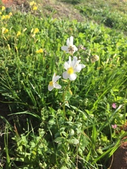 Nemesia leipoldtii