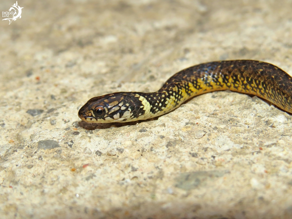 Military Ground Snake