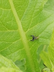 Sassacus barbipes