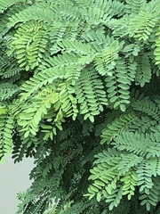 Robinia pseudoacacia