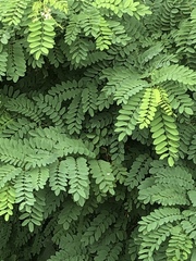 Robinia pseudoacacia