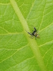 Sassacus barbipes