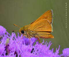 Hesperia meskei straton