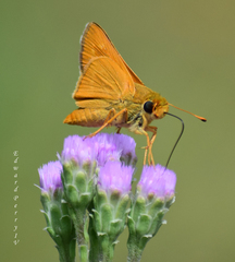 Hesperia meskei straton