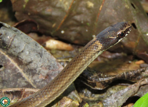 Taeniophallus affinis
