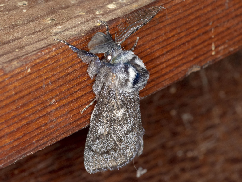 Ptilomacra senex