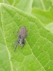 Phidippus octopunctatus