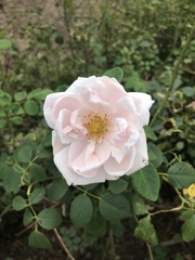 Rosa