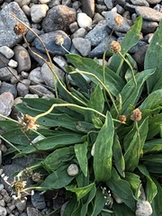Plantago lanceolata