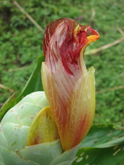 Costus glaucus