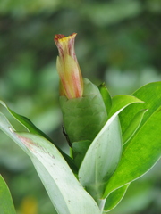 Costus glaucus