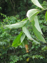 Costus glaucus