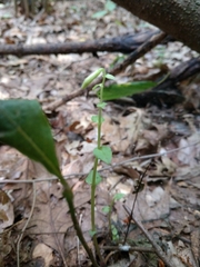 Triphora trianthophoros trianthophoros