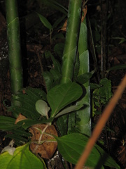 Costus glaucus
