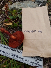 Cortinarius rufosanguineus