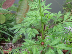 Cosmos caudatus