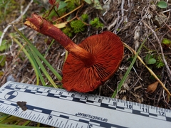 Cortinarius rufosanguineus