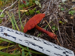 Cortinarius rufosanguineus