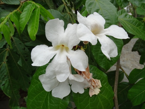 Image of Bignonia aequinoctialis by (c) Alexis López Hernández, some rights reserved (CC BY)