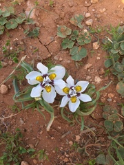 Moraea falcifolia