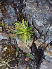 Tofieldia coccinea
