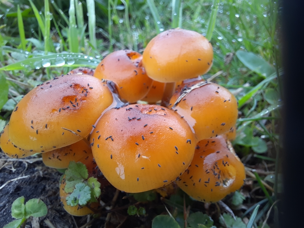 Flammulina velutipes · April 2025 · photo: © maxxrandomnumbers (iNaturalist, cc0)
