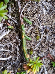 Cassiope lycopodioides
