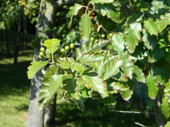 Hedlundia thuringiaca