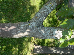 Hedlundia thuringiaca