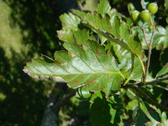 Hedlundia thuringiaca