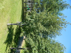 Hedlundia thuringiaca