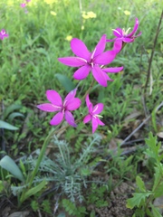 Hesperantha pauciflora