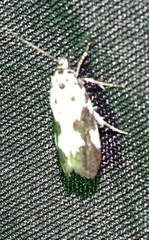 Ethmia quadrillella