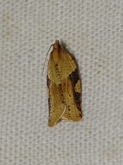 Clepsis spectrana