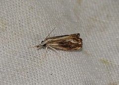 Catoptria verellus