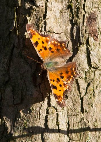 Eastern comma