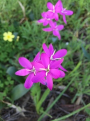 Hesperantha pauciflora