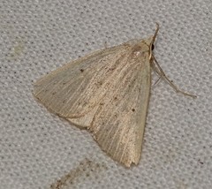 Macrochilo cribrumalis