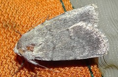 Caradrina gilva