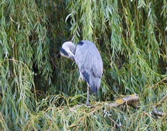 Ardea cinerea