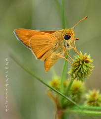 Hesperia meskei straton