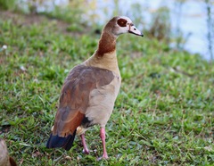 Alopochen aegyptiaca