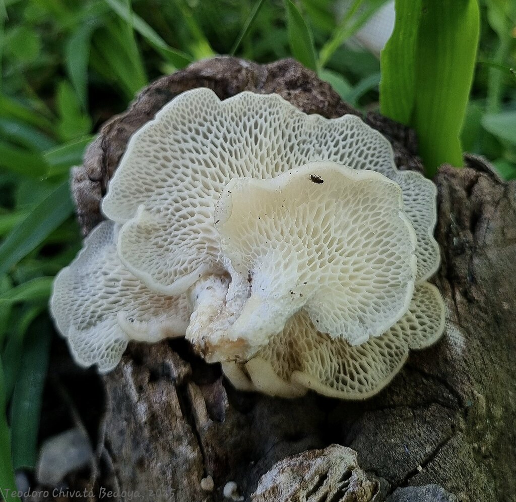Favolus tessellatus · April 2025 · photo: © teodoro_chivatabedoya (iNaturalist, cc-by)