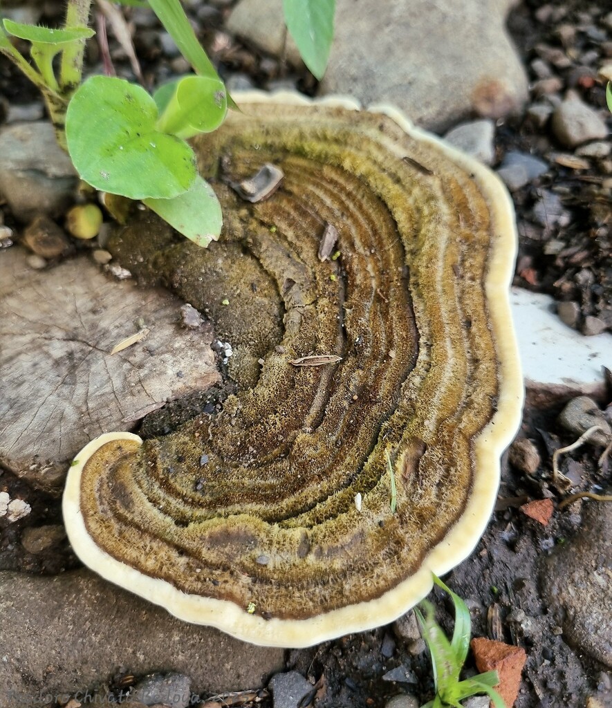 Trametes polyzona · April 2025 · photo: © teodoro_chivatabedoya (iNaturalist, cc-by)
