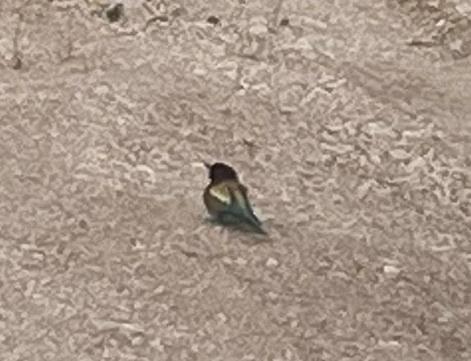 European Bee-eater