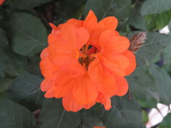 Crossandra infundibuliformis