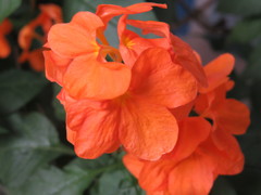 Crossandra infundibuliformis