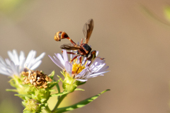 Physocephala marginata