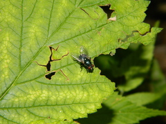 Eudasyphora