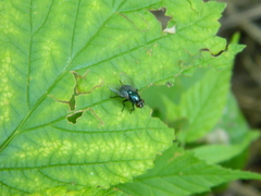 Eudasyphora